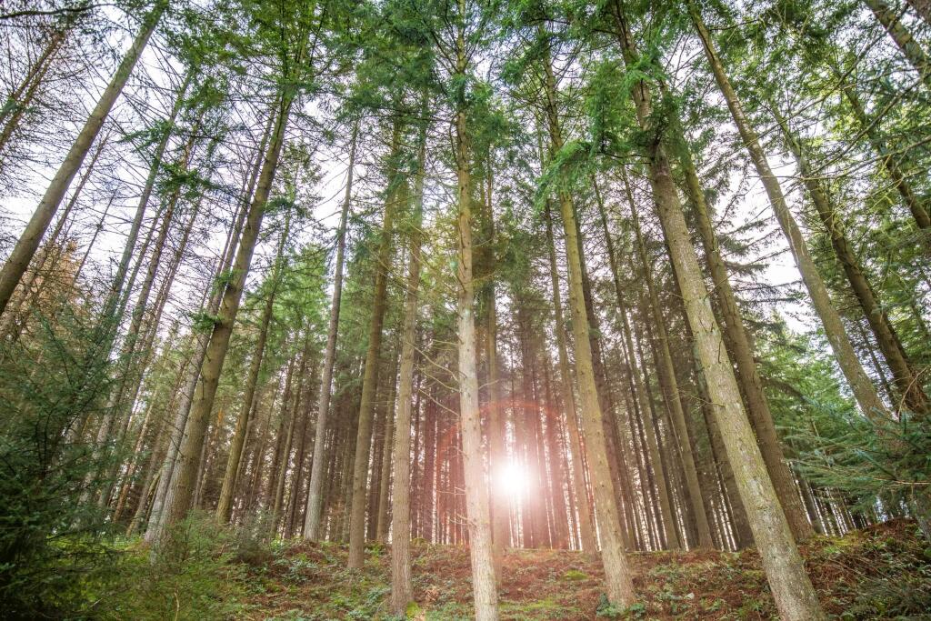 Surrounding local woodland area to Bucksburn