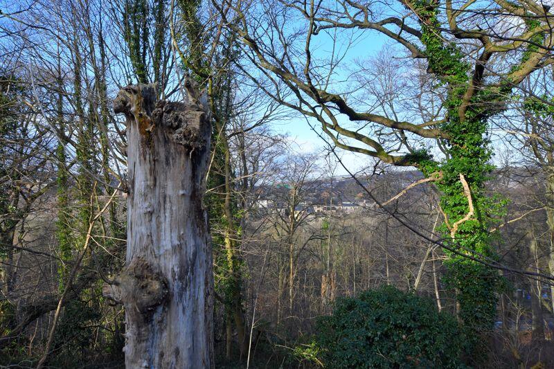 Woodland Views