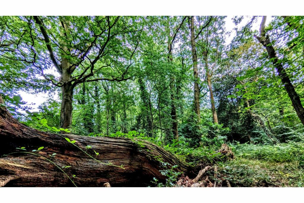 Woodland