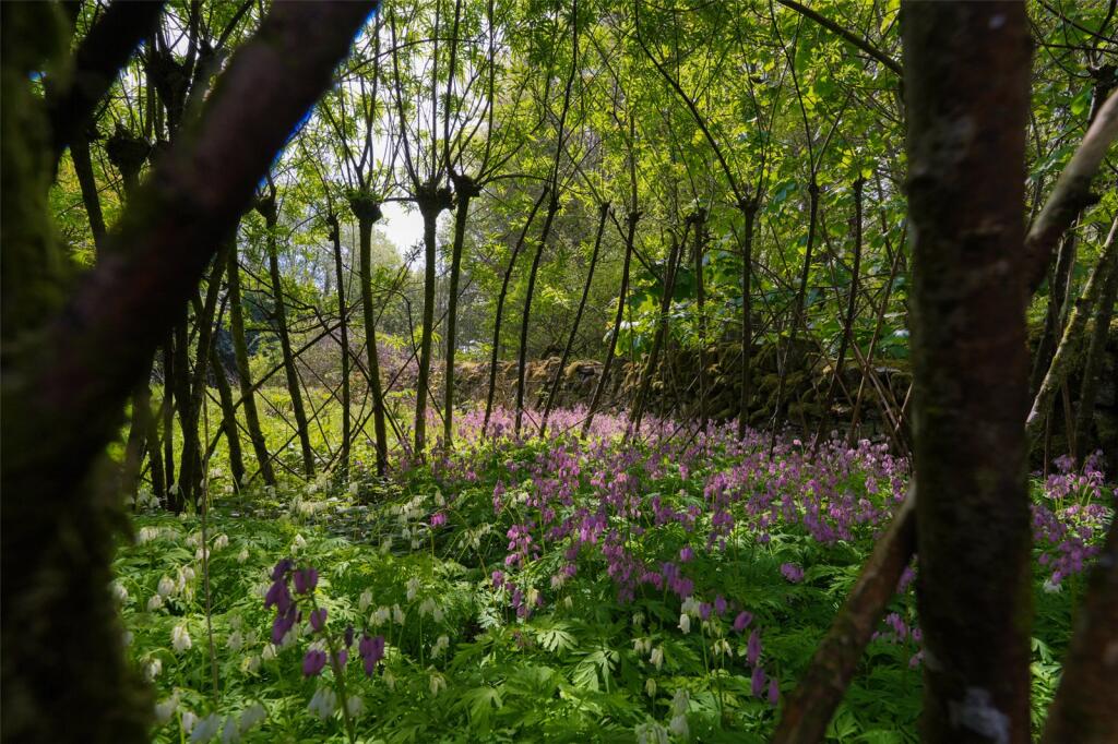 Woodland