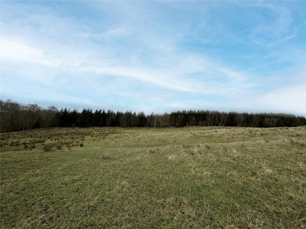 Grazing Field