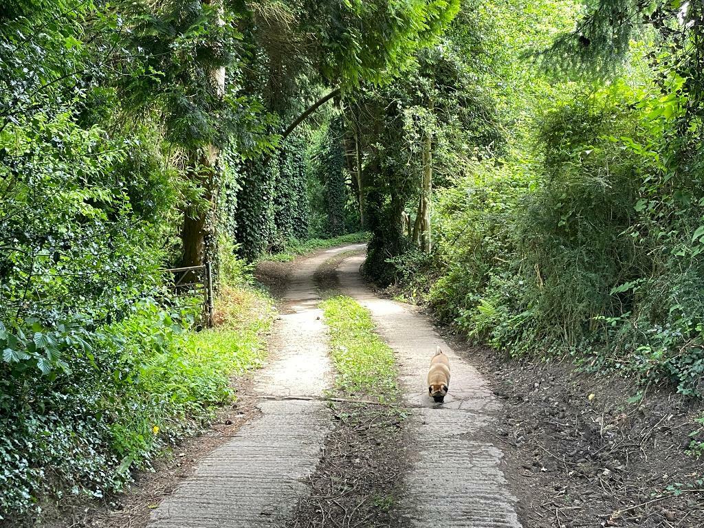 Rural driveway to enjoy