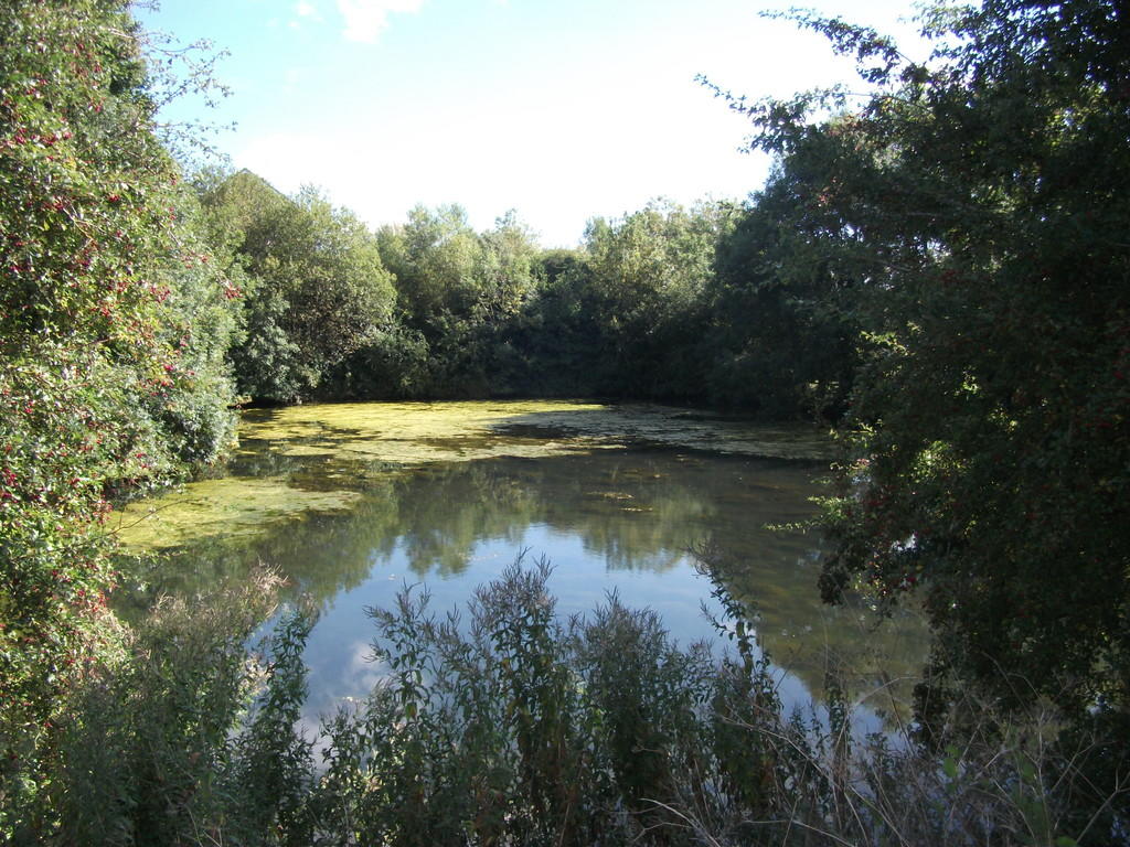 Resident's Lake