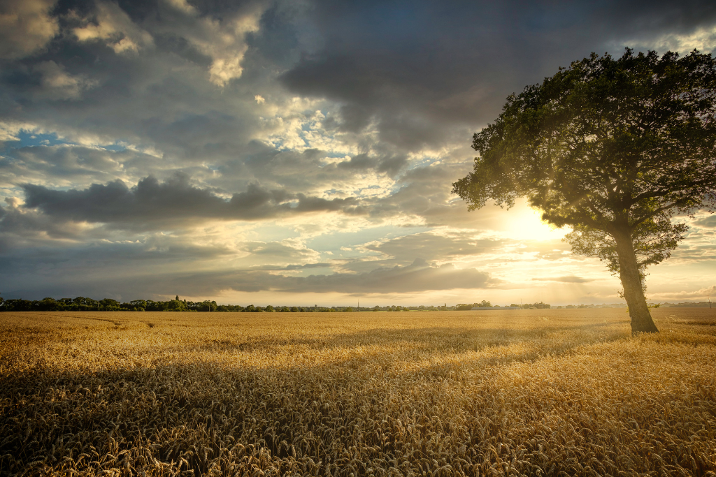 Countryside Walks