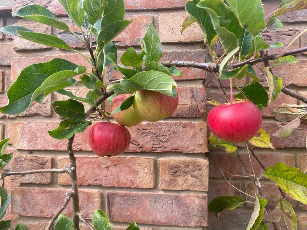 APPLE TREE.jpg