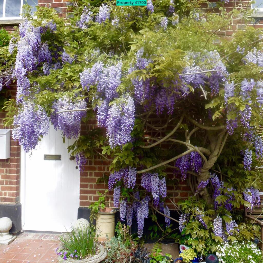 Beautiful mature wisteria