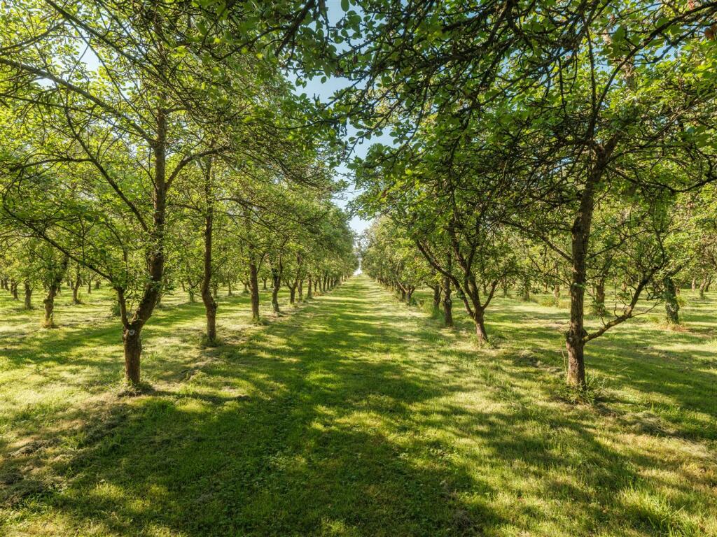 Orchard 2.jpg