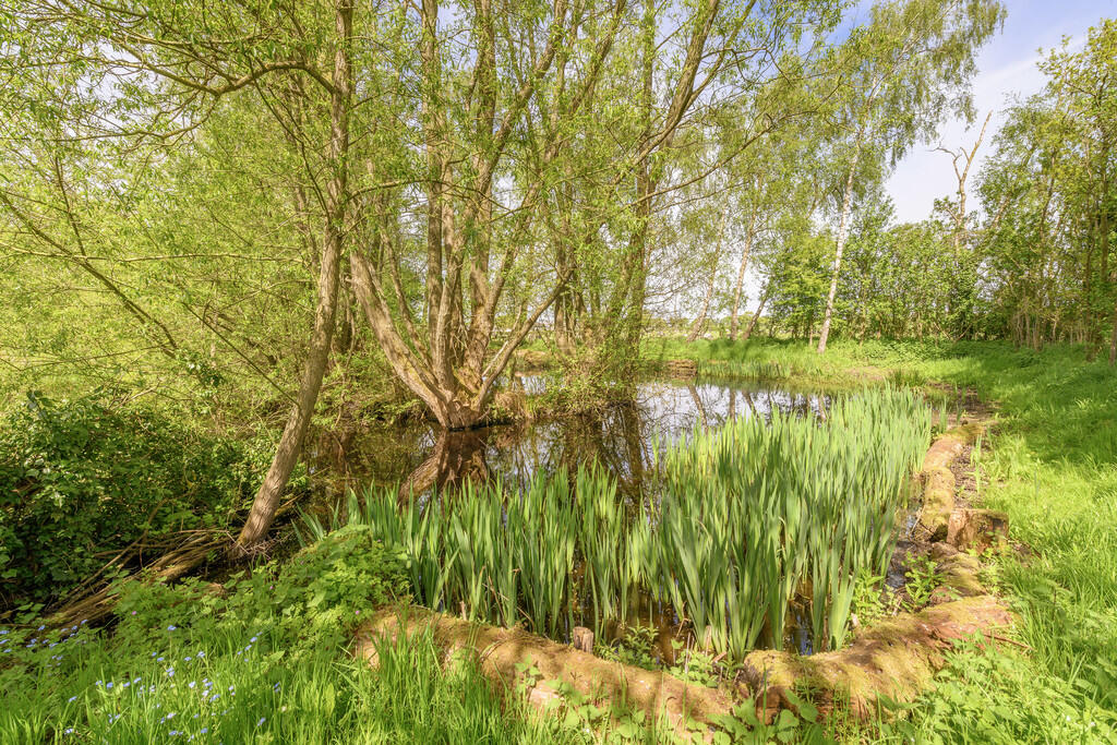 Pond 3