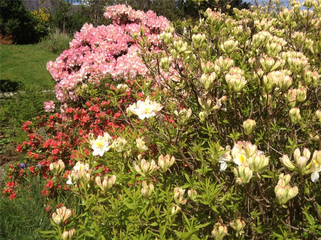 Spring Blossoms