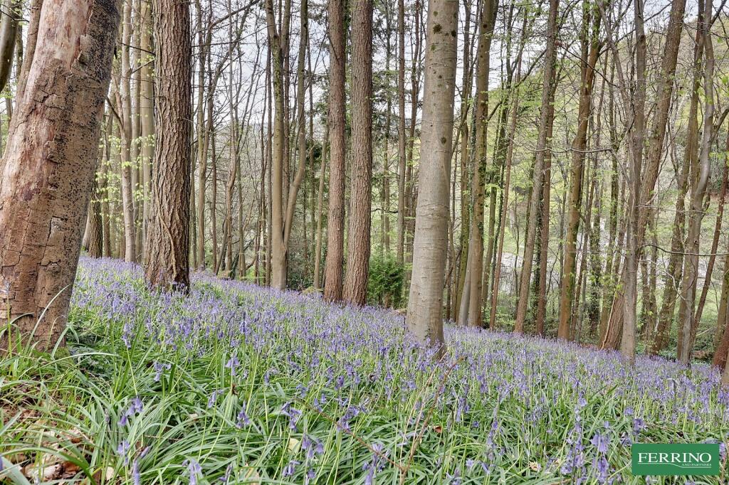 Woodland