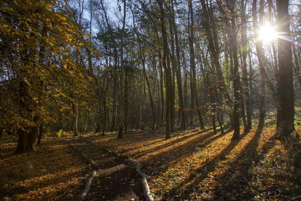 Woodland Walk