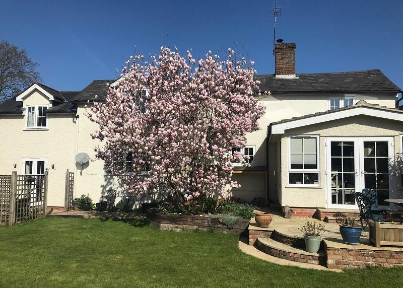 Magnolia.jpg