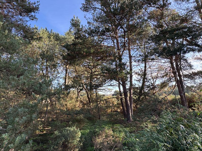 Woodland Behind Property