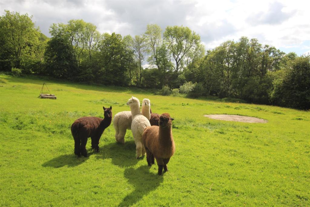 alpacas.JPG