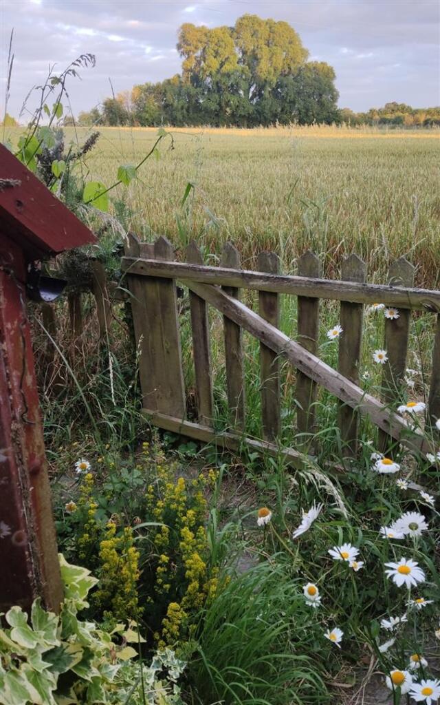 garden 2.jpg