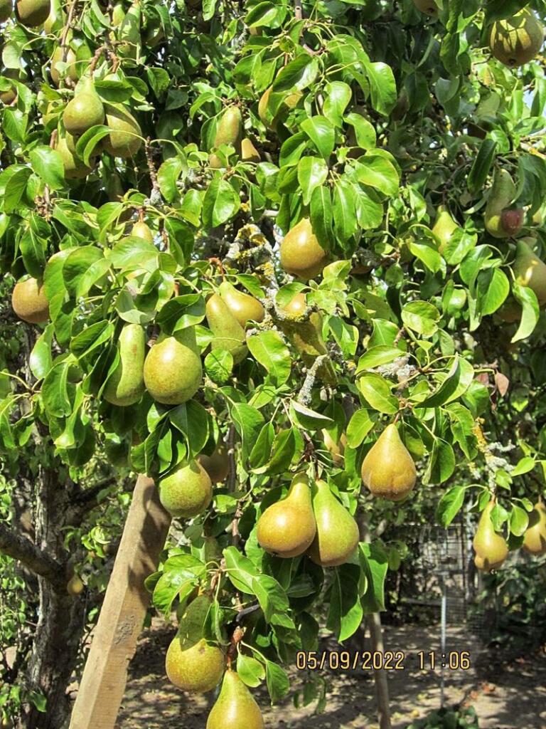 Pear tree