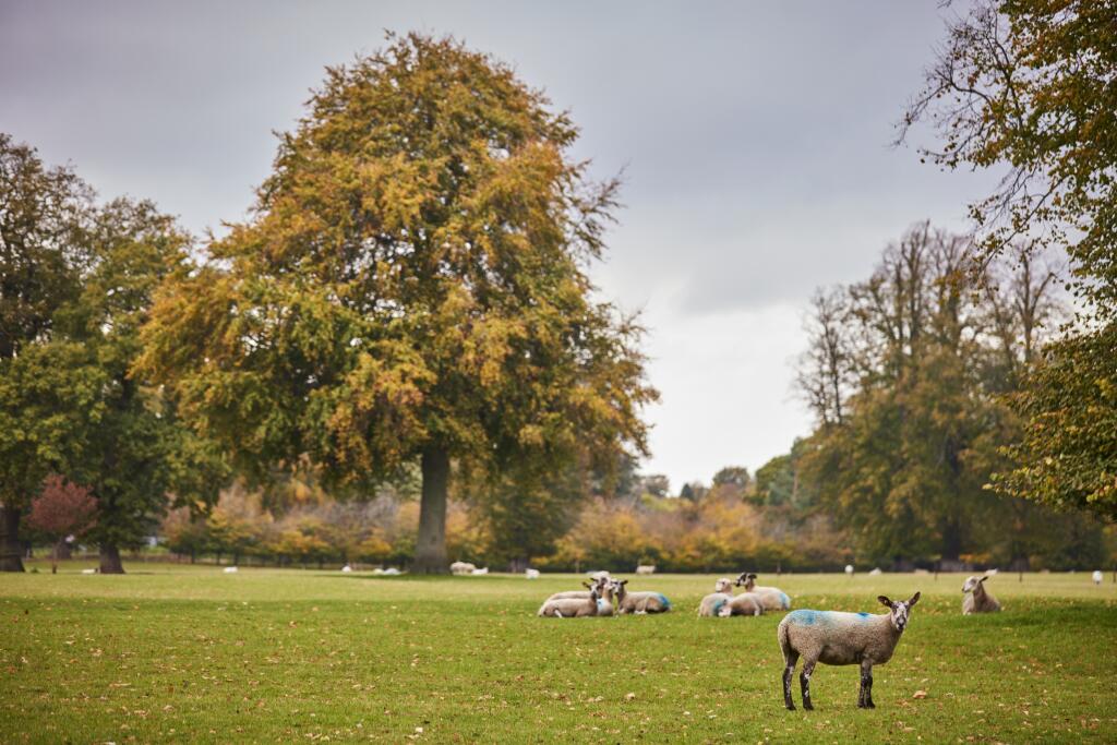 Kings Park Oct Local Area