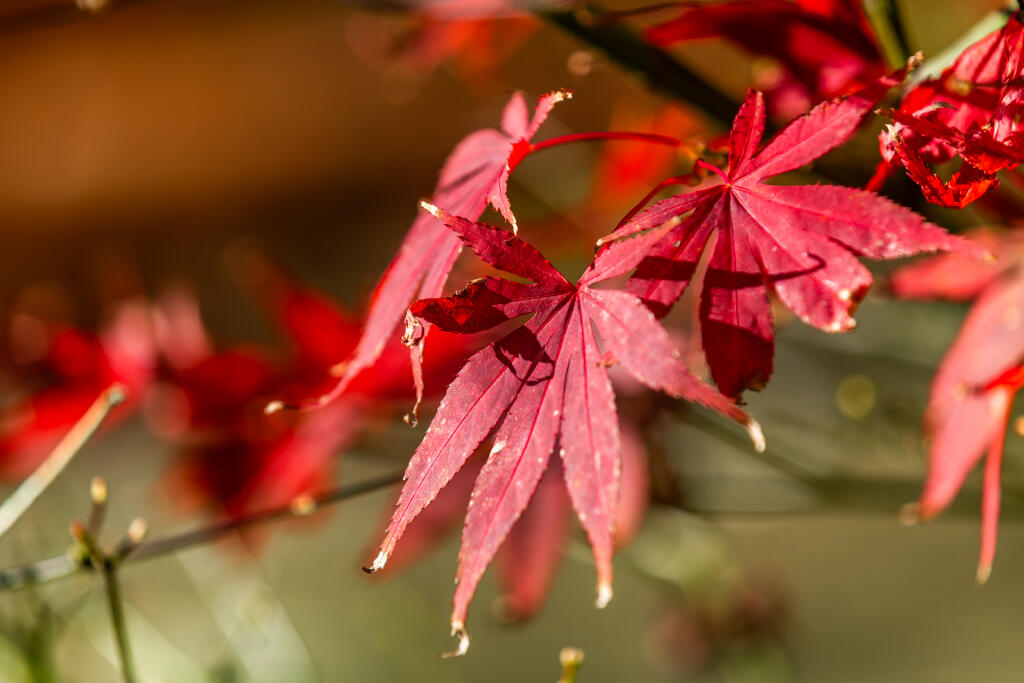 5F8A9565-Enhanced-NR