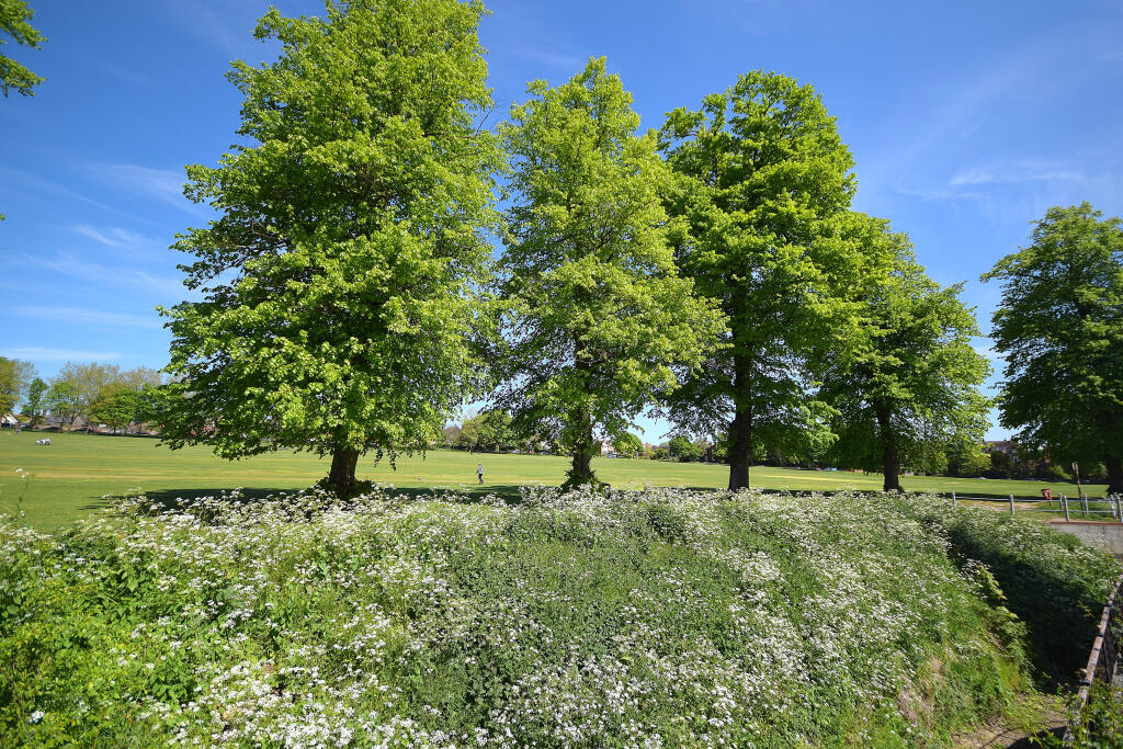 new new new rear vie