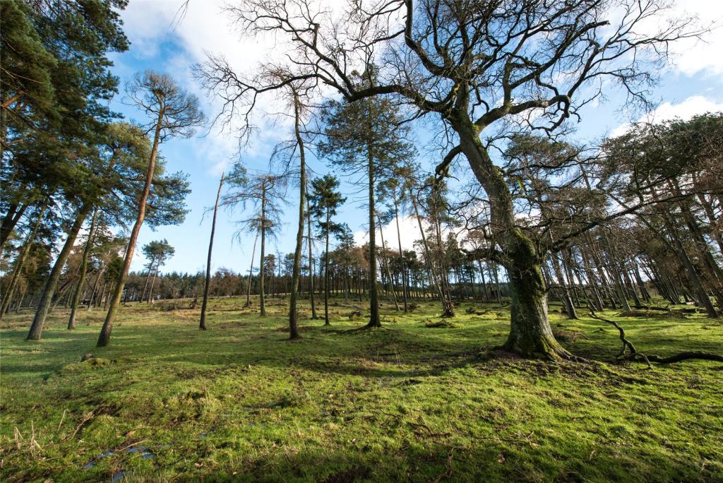 Lot 2 - Woodland