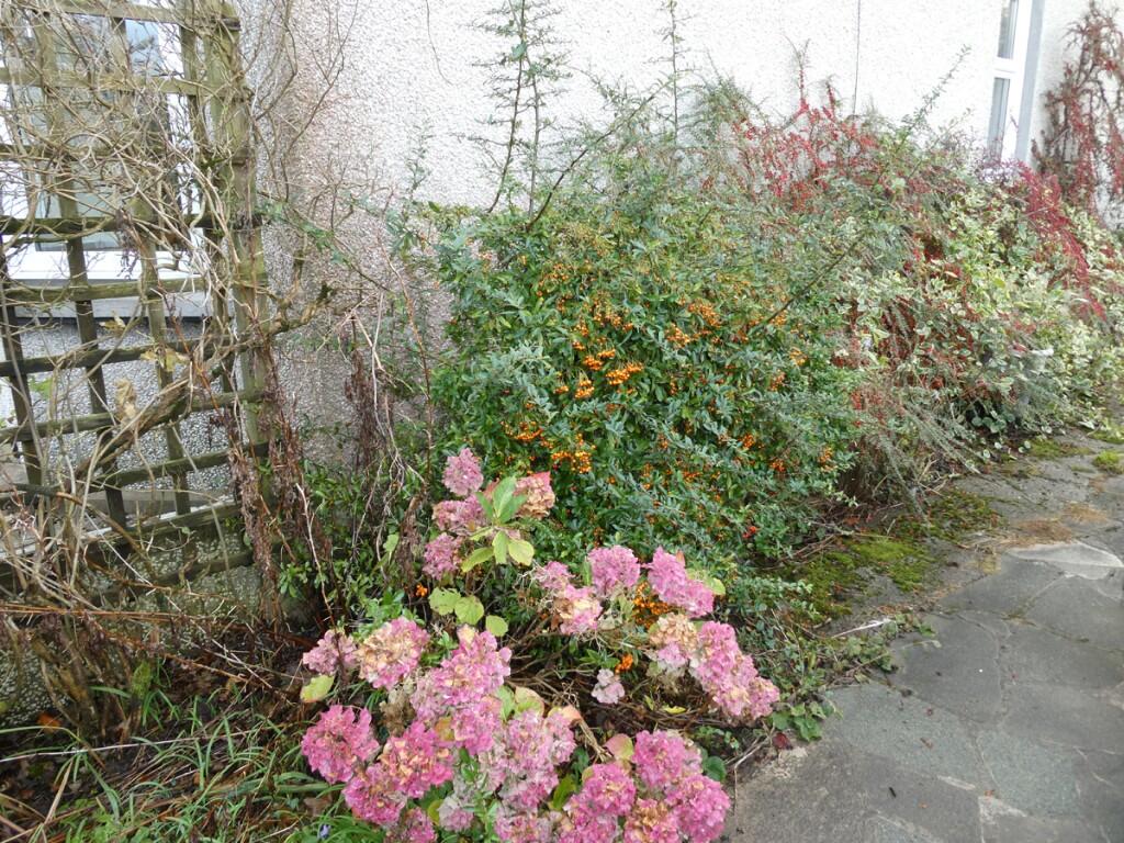Variety of shrubs