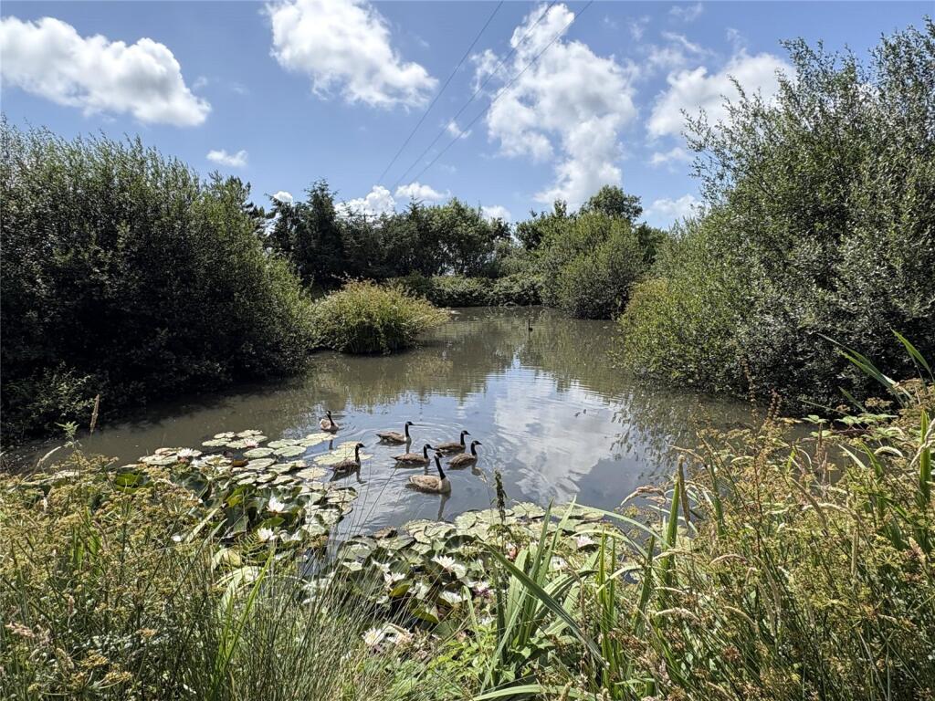 Pond