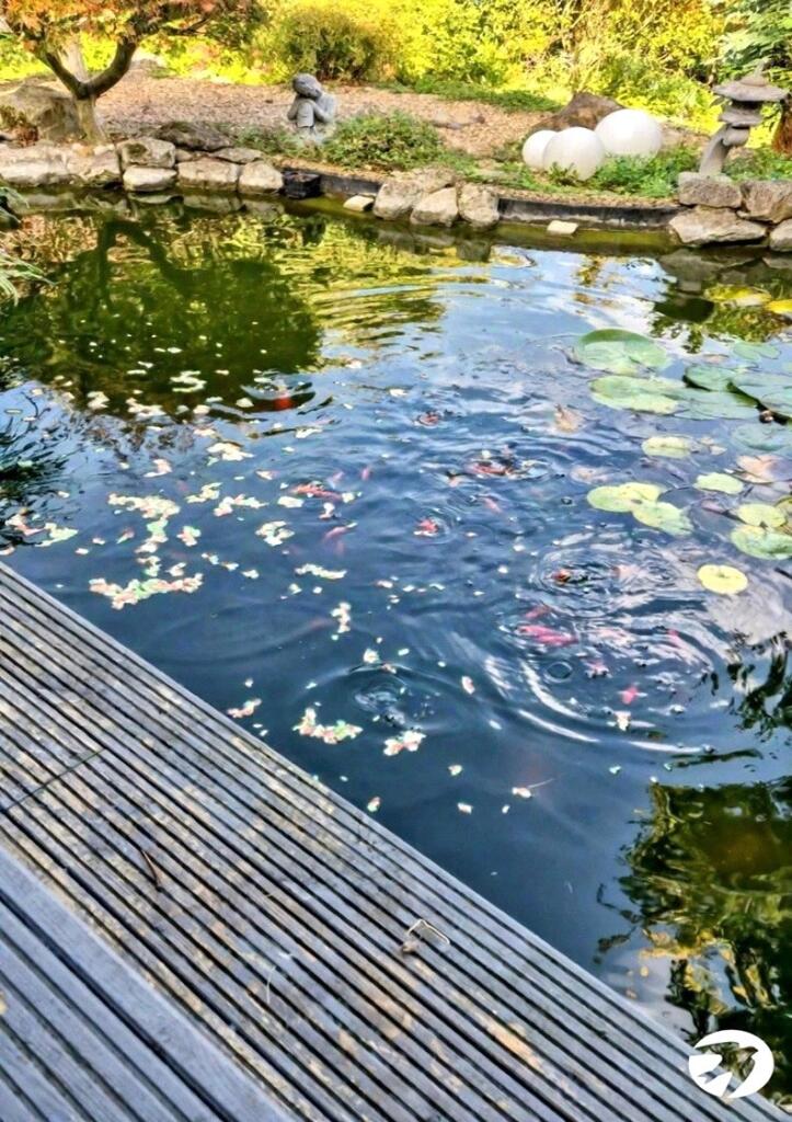 Garden Pond