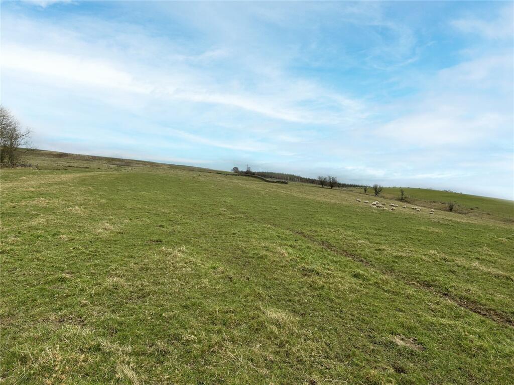 Grazing Field