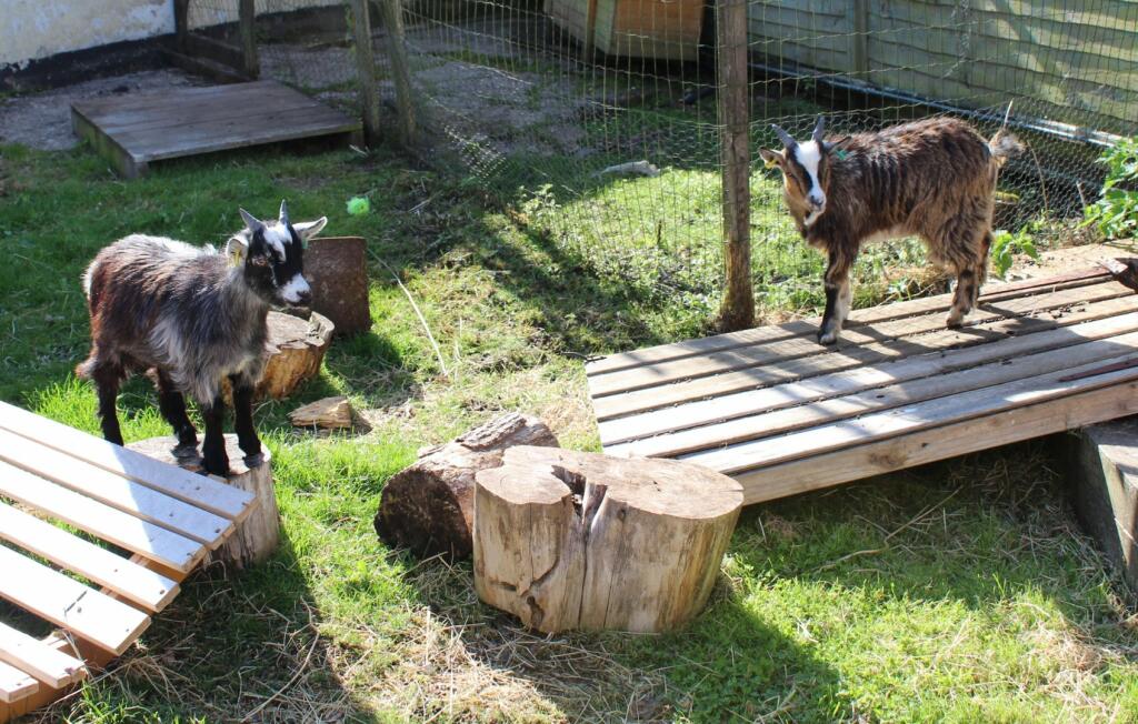 Goan Enclosure