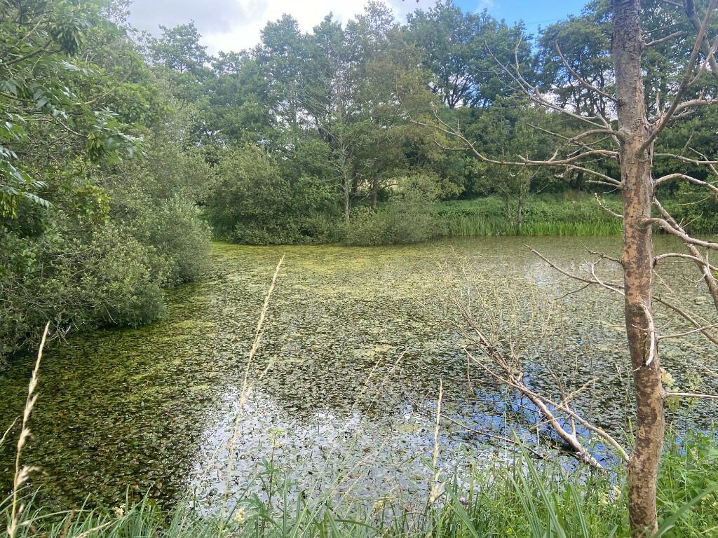 Pond