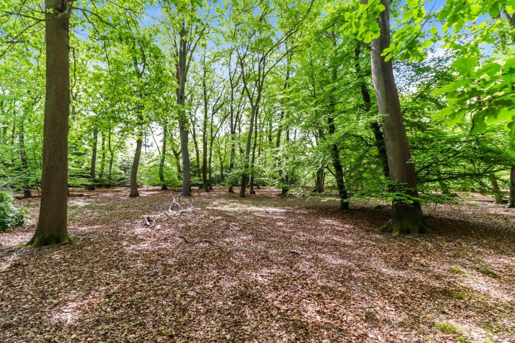 Woodland