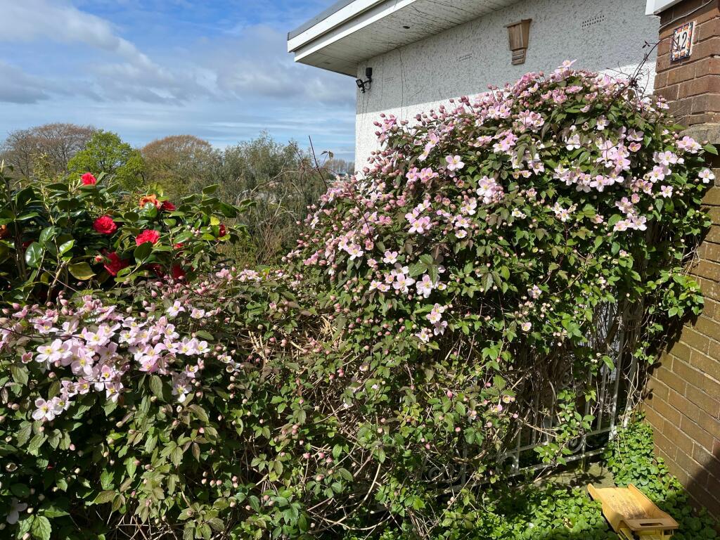 Flowers by the front door
