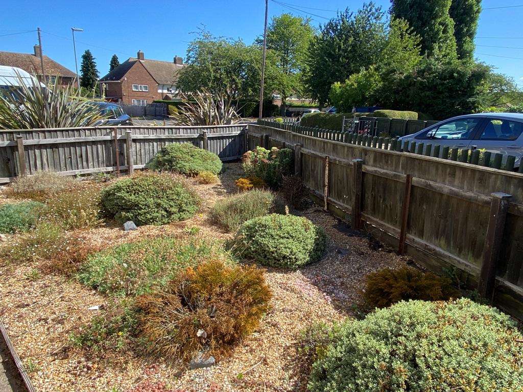 garden 1.JPG