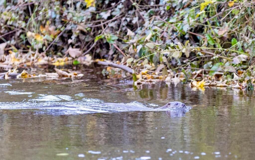 37 Boroughgate Wildlife Otter.jpeg