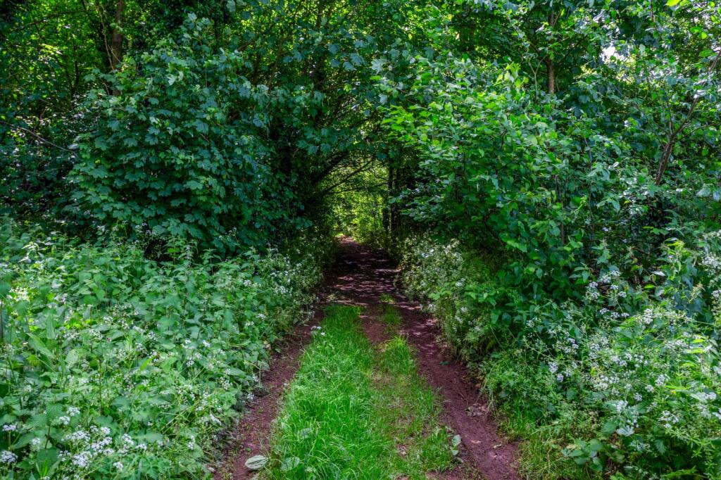Country Lane