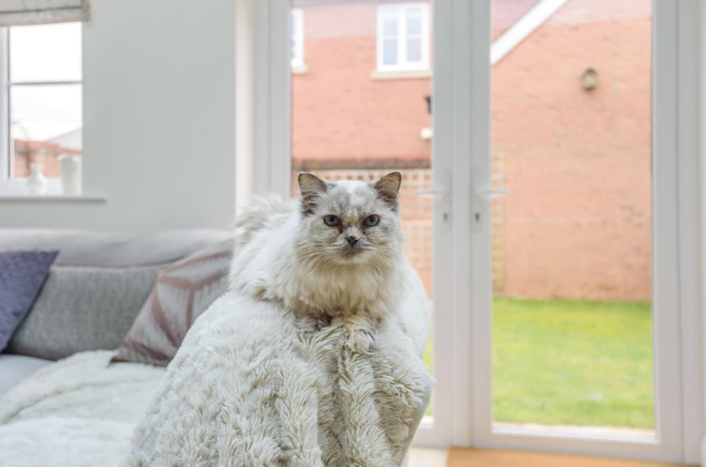 Cat Not Included!