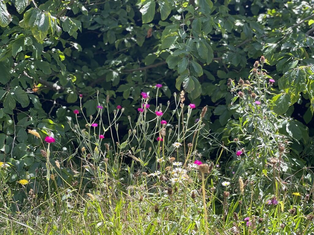 IMG_E3187