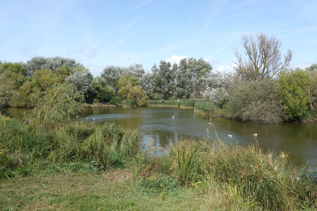 Local Duck Pond