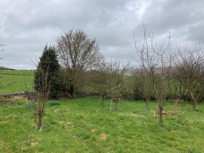 Orchard