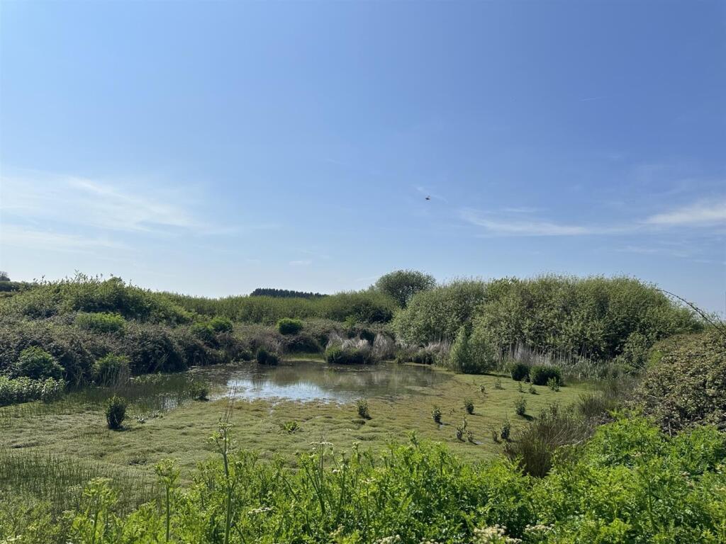 Pond