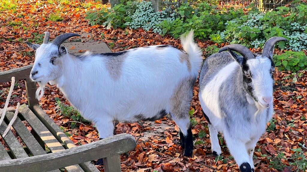 Goat Pen