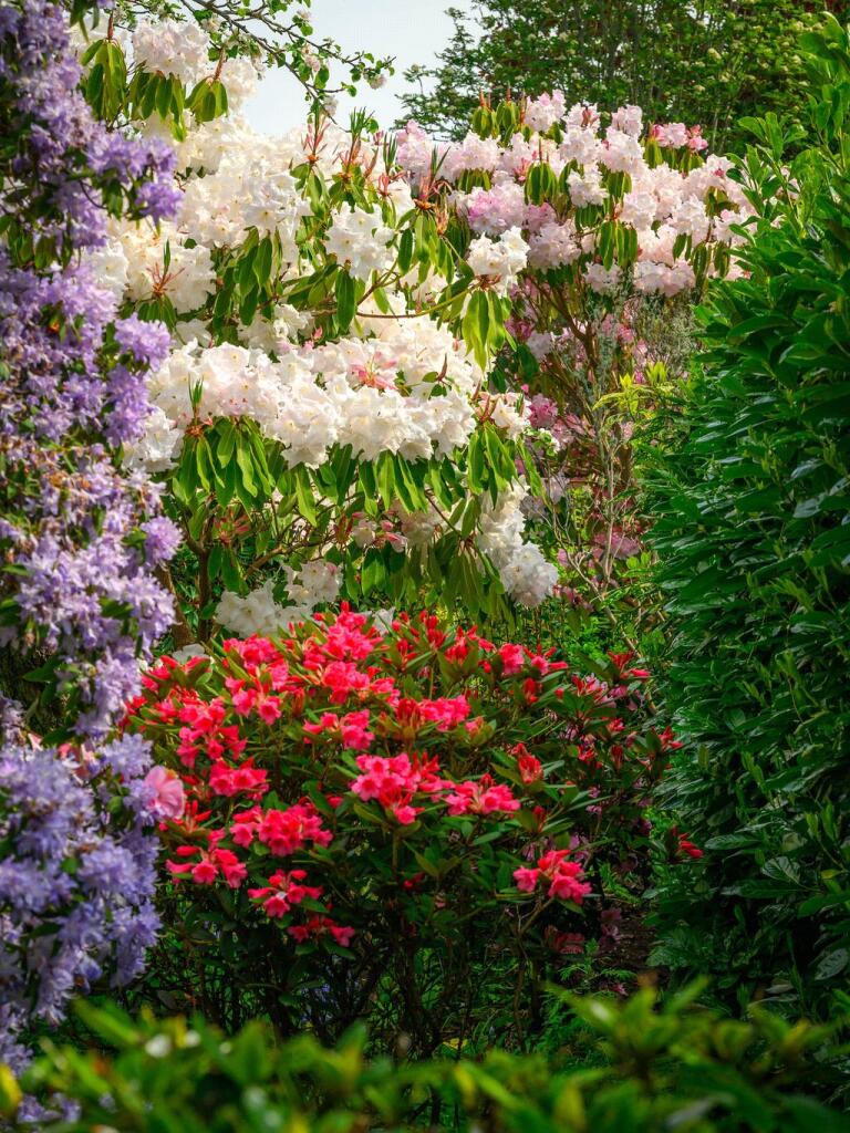 The Garden