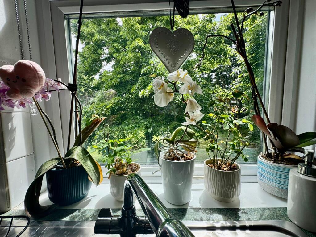 Window View from kitchen