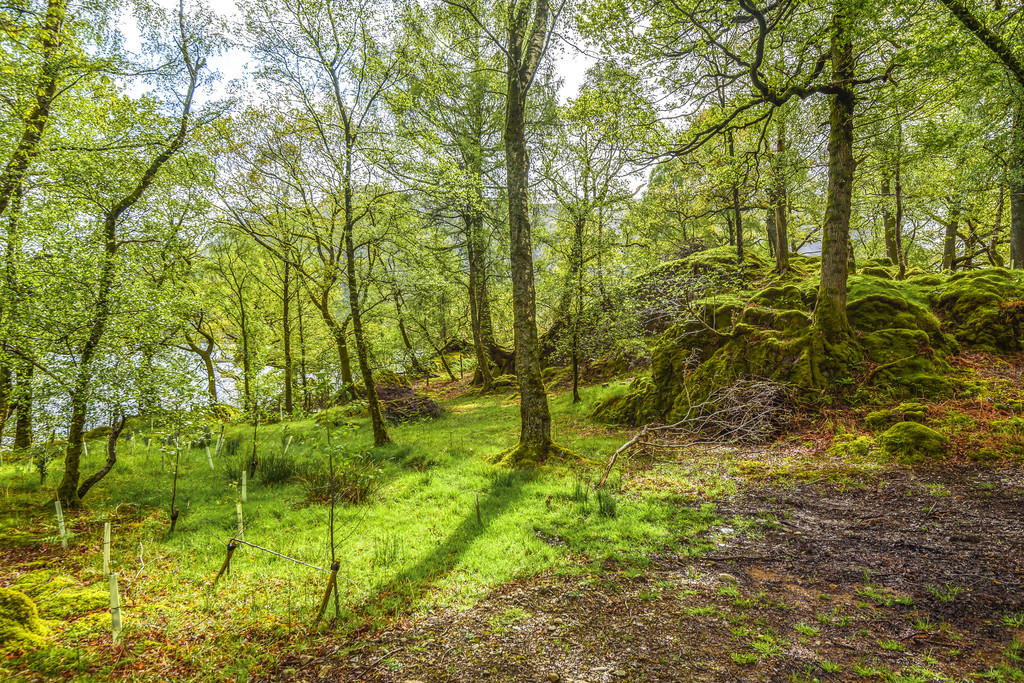 Woodland Garden