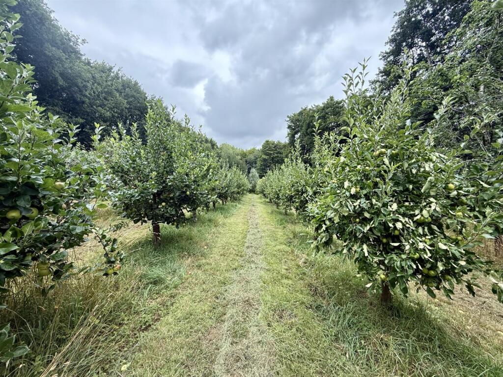 Appletrees.jpg