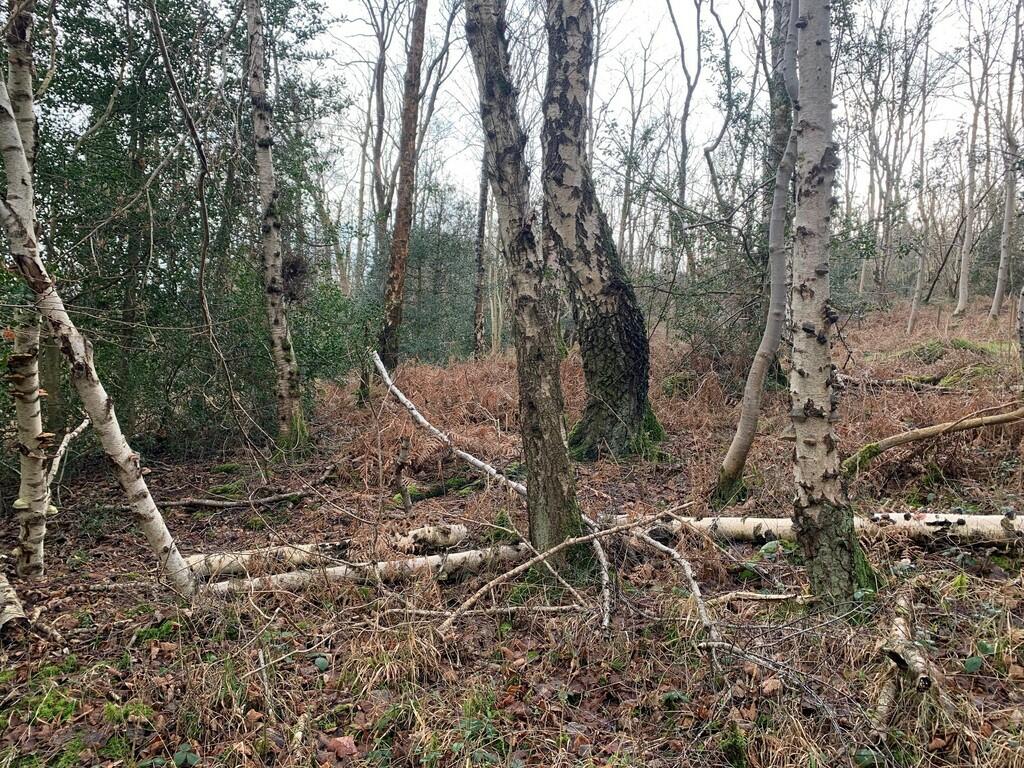 Woodland