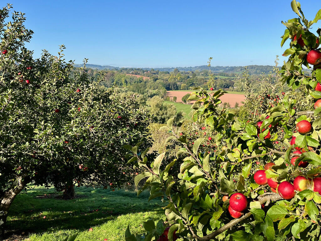 Sunningdale_orcha...