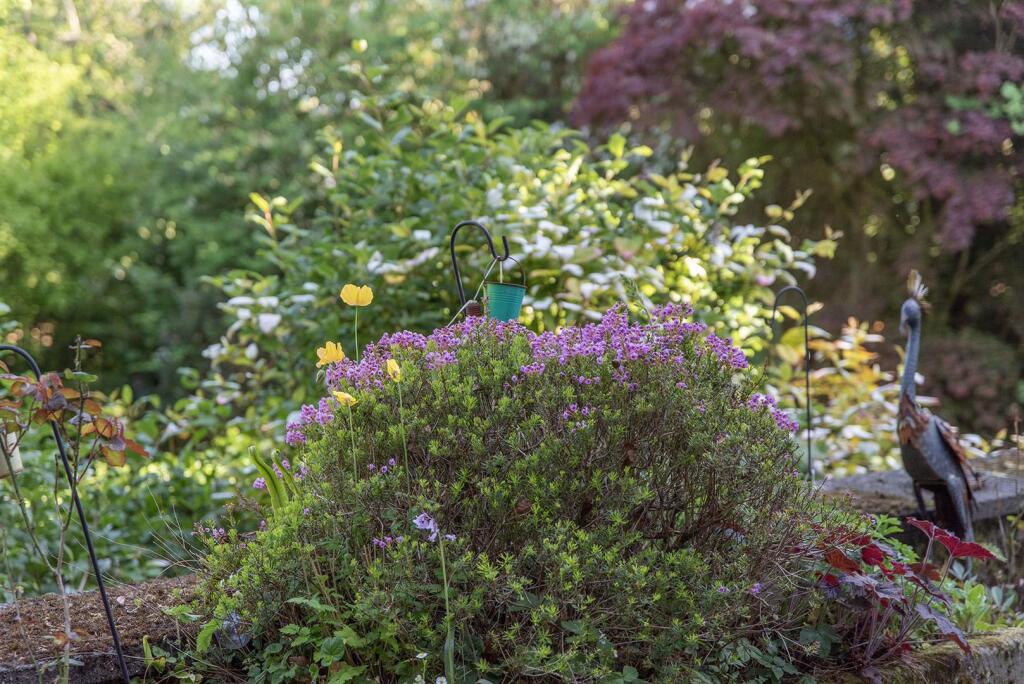 garden 5.jpg