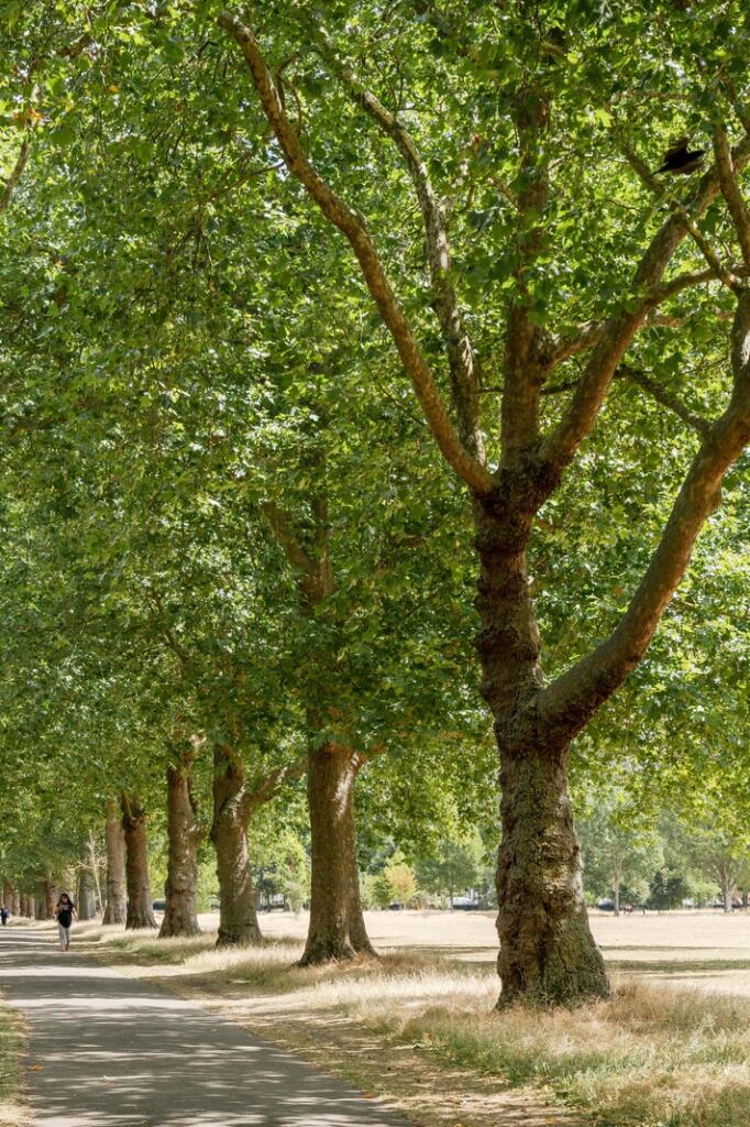 296596 - Maple Path, London E5 - high res-00513...