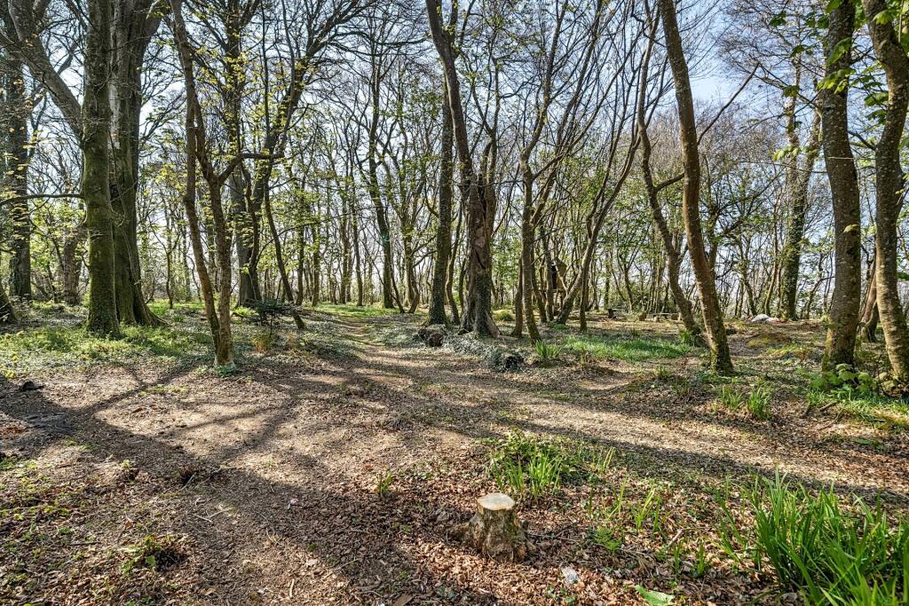 Woodland